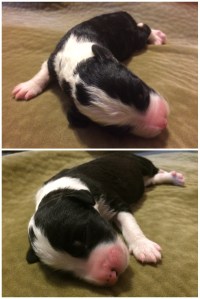 Tug - 4th Born, 2:53am - Female