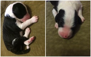 Tesla - 8th Born, 5:24 - Female