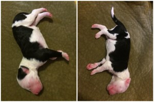 The Master - 3rd Born, 2:43am - Female