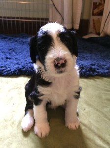 Coconut - 4 Weeks Old - 6/27/15