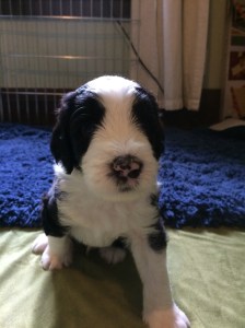 Diamond - 4 Weeks Old - 6/27/15