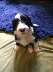 Fizz - 4 Weeks Old - 6/27/15