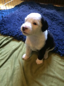 The Master - 4 Weeks Old - 6/27/15