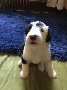 Monocle - 4 Weeks Old - 6/27/15