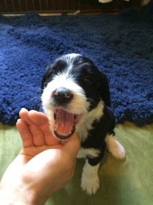 Odd - 4 Weeks Old - 6/27/15