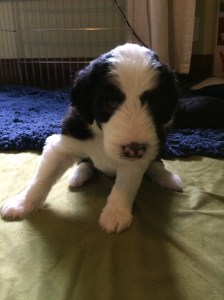 Tesla - 4 Weeks Old - 6/27/15