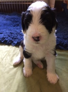 Willie - 4 Weeks Old - 6/27/15